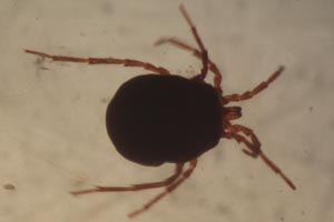 Water mite