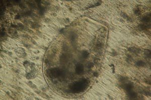 Bursaria truncatella