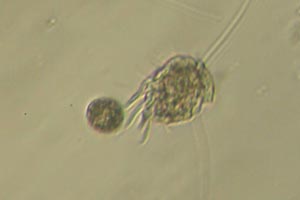 Ciliate