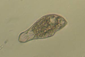 Ciliate