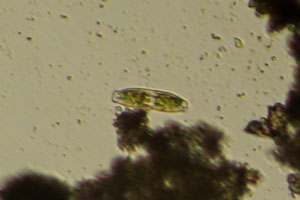 Diatom