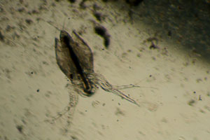 Water flea