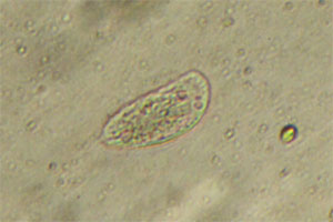 Phyllopharyngea