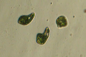 Euglena