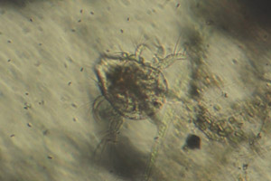 Copepod larva