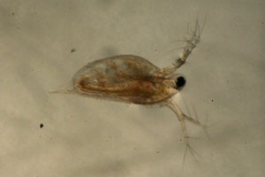 Daphnia