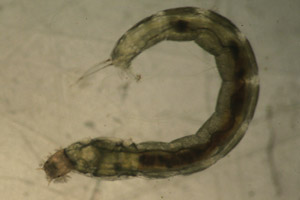 Mide larva