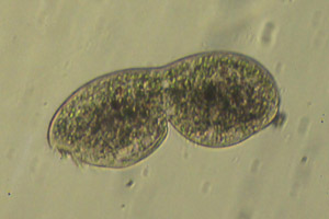 Ciliate dividing
