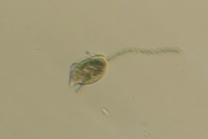 Ciliate