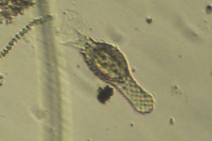 Chaetonotus