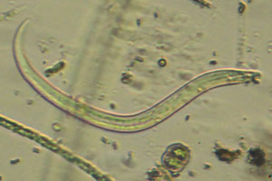 Roundworm