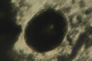 Ciliate