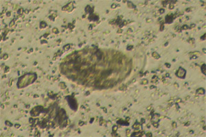 Phyllopharyngea