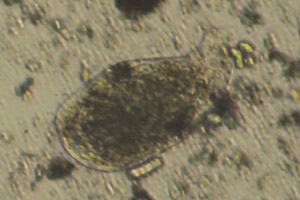 Phyllopharyngea