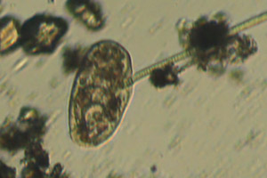 Ciliate