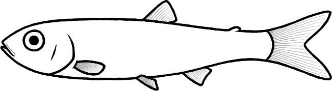 Acronichthys maccagnoi (after Liu et al.)