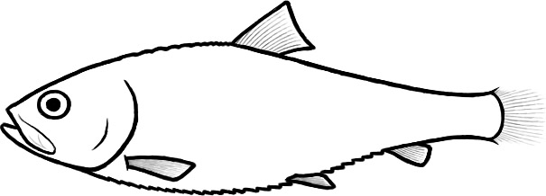 Ancashichthys (after Ordoñez et al.)