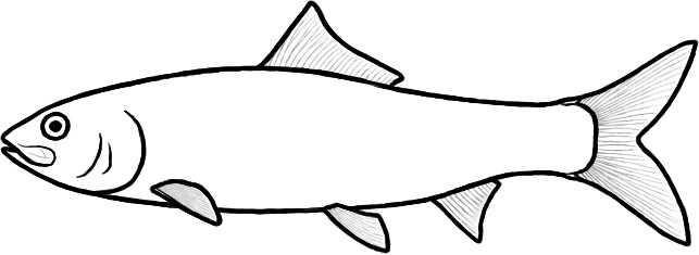 Bauchichthys (after Filleul)