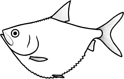 Ellimmichthys (after De Figueiredo & Gallo)