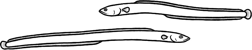 Anguilliformes (after Belouze et al., Taverne)