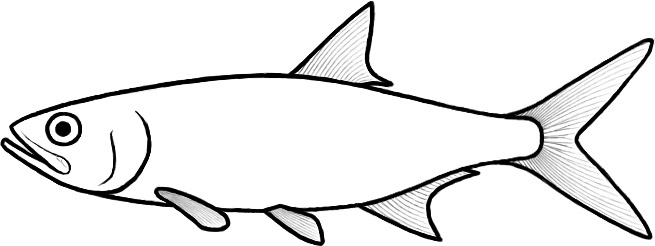 Ichthyemidion (after Forey & Poyato-Ariza)