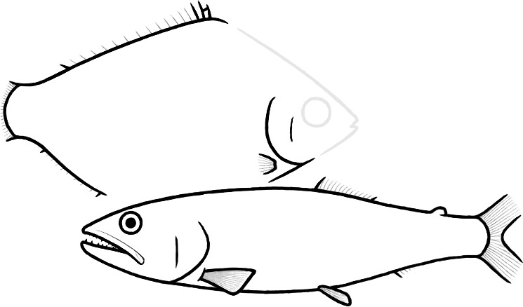 Euteleostomorpha (after Gallo, Coehlo, Ribeiro et al.)