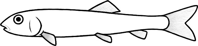 Ramallichthys (after Gayet, Grande & Grande)