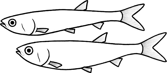 Rubiesichthys (after Poyato-Ariza & Antón)