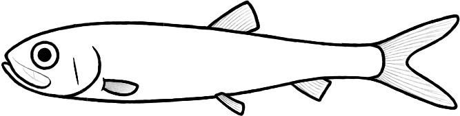 Scombroclupeoides (after Schaeffer & Figueiredo)