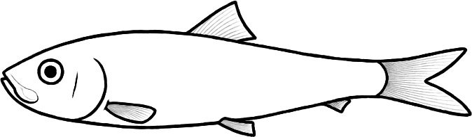 Sooinichthys varii (after Alvarado-Ortega et al.)